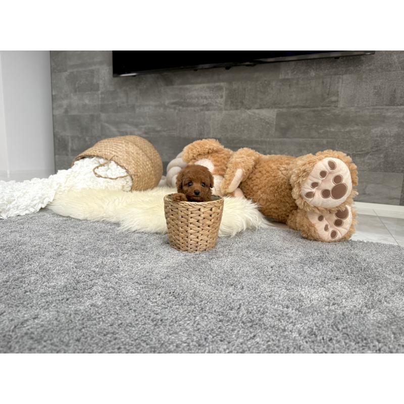 販売中の滋賀県のティーカッププードル-454003の5枚目