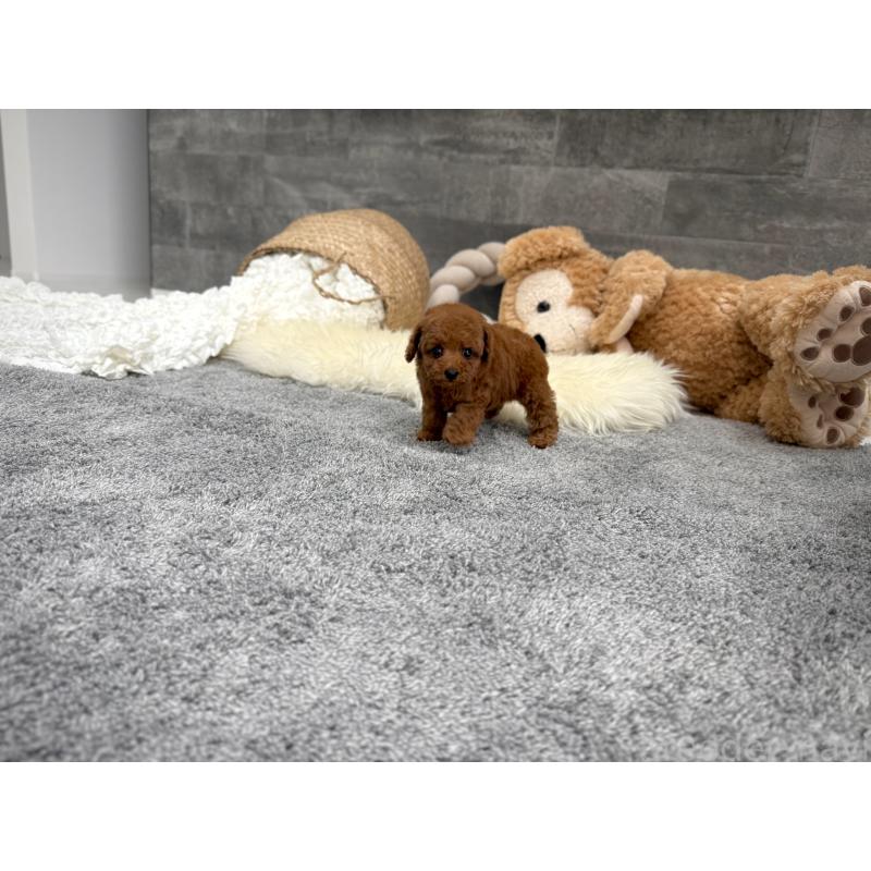 販売中の滋賀県のティーカッププードル-454003の4枚目