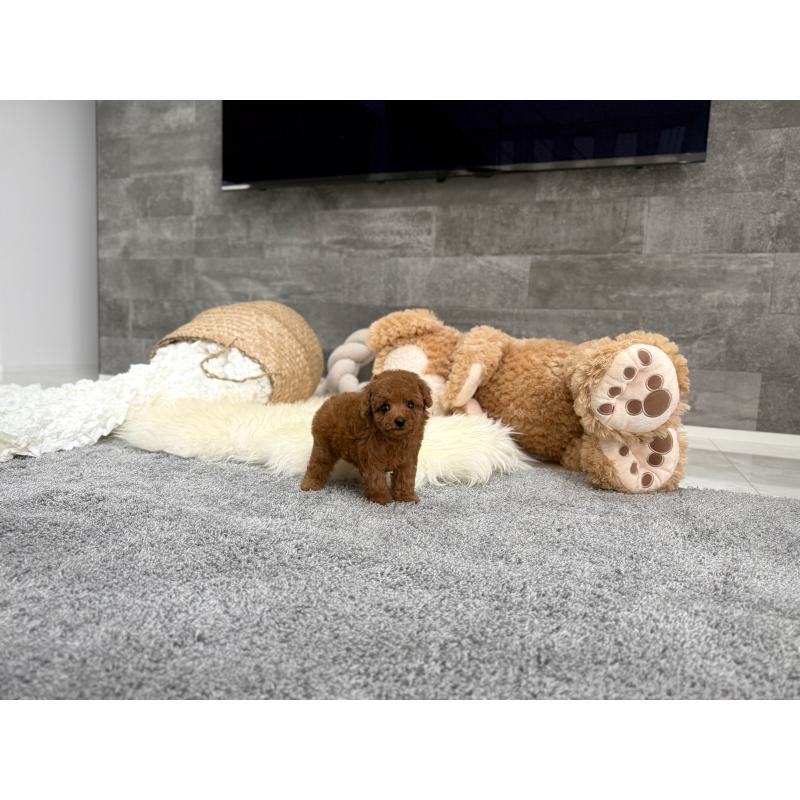 販売中の滋賀県のティーカッププードル-454003の3枚目