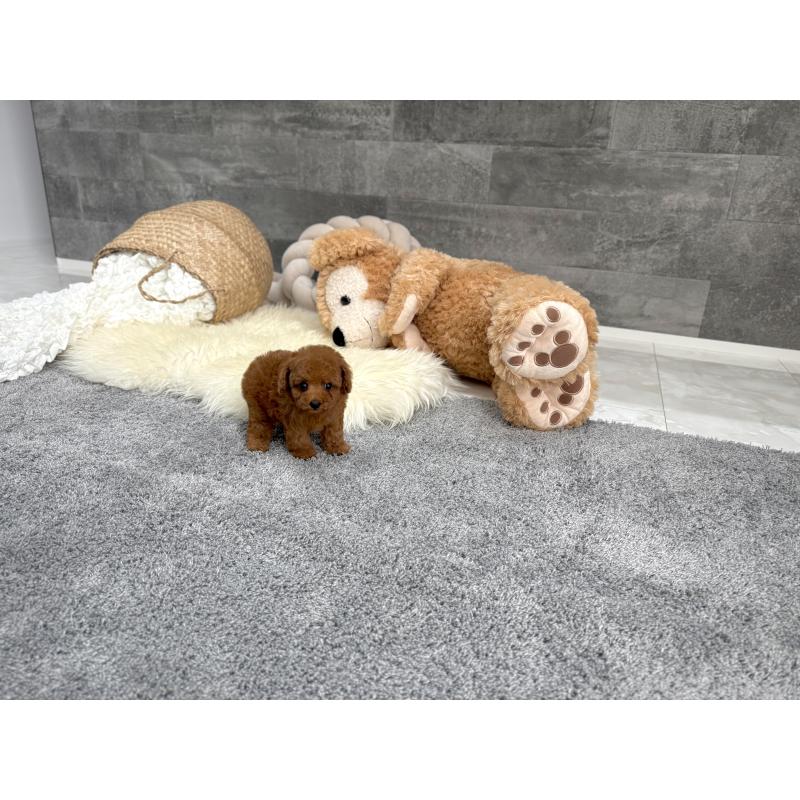 販売中の滋賀県のティーカッププードル-454003の2枚目