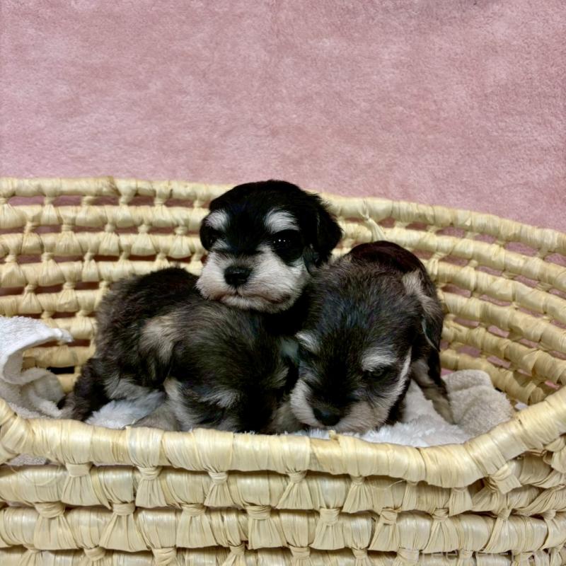 販売中の大阪府のミニチュアシュナウザー-454257の11枚目