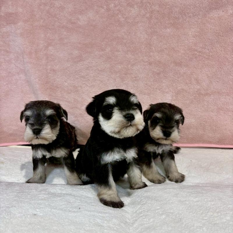 販売中の大阪府のミニチュアシュナウザー-454257の2枚目