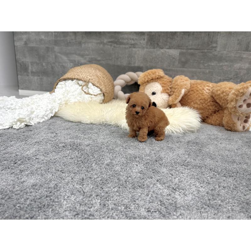 販売中の滋賀県のティーカッププードル-454001の7枚目