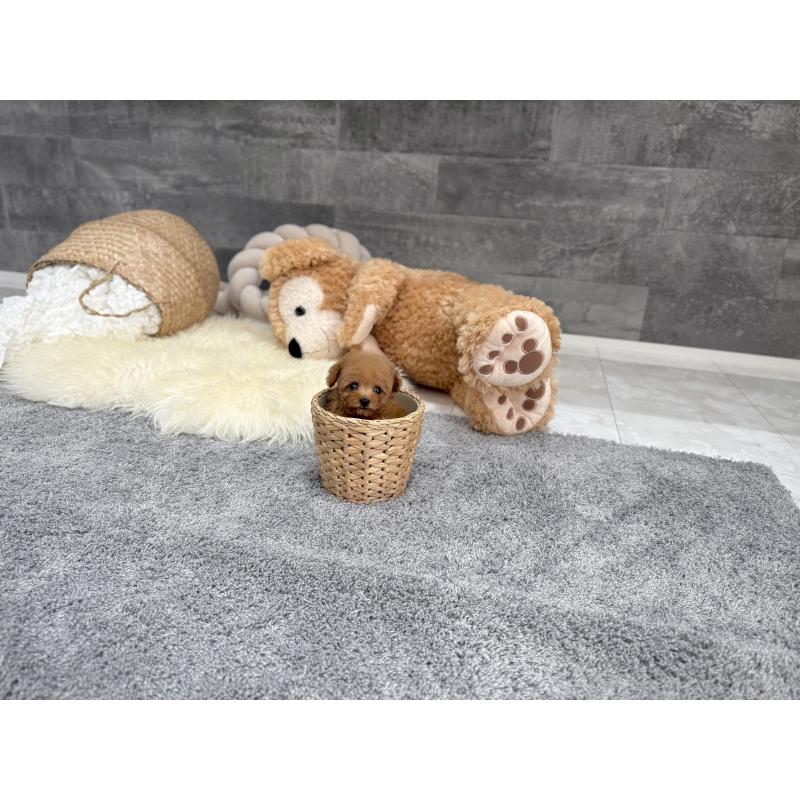 販売中の滋賀県のティーカッププードル-454001の6枚目