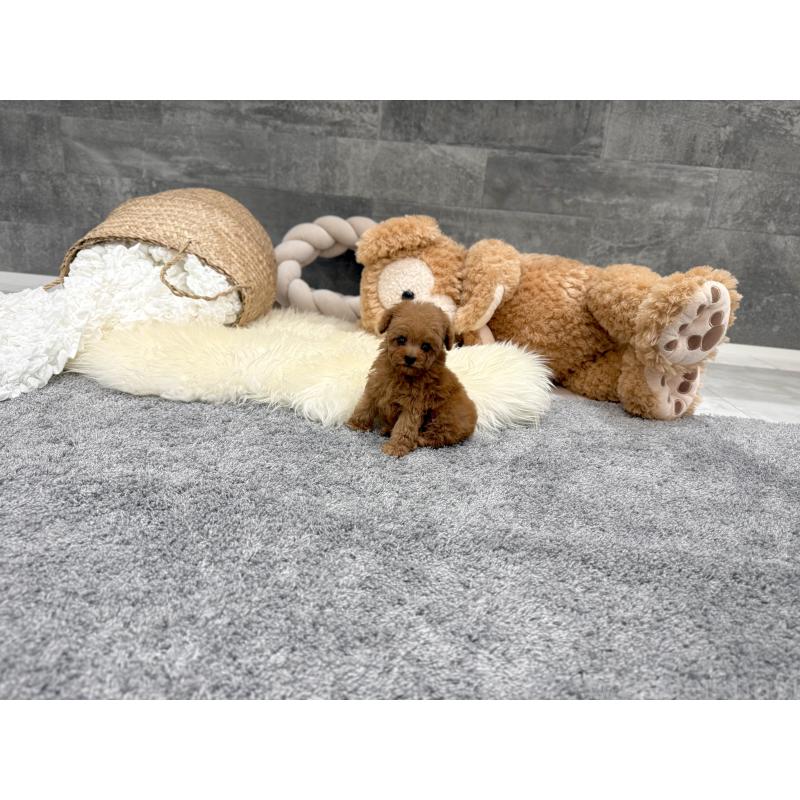 販売中の滋賀県のティーカッププードル-454001の5枚目