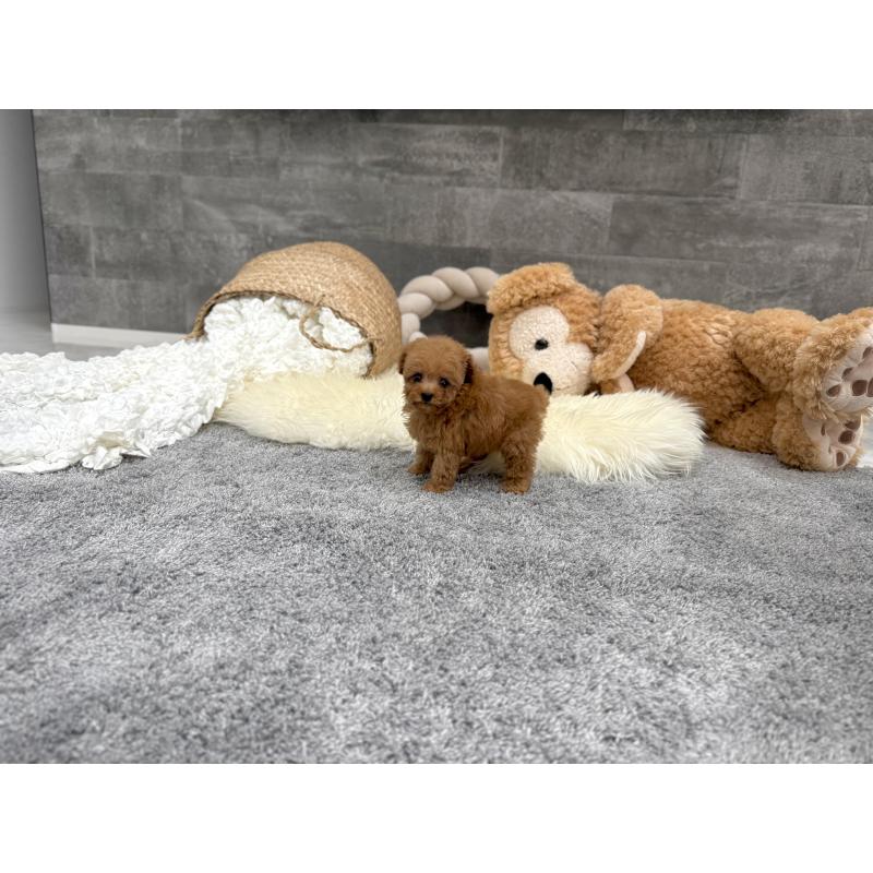 販売中の滋賀県のティーカッププードル-454001の4枚目