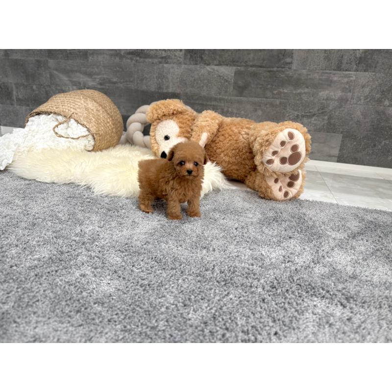 販売中の滋賀県のティーカッププードル-454001の3枚目