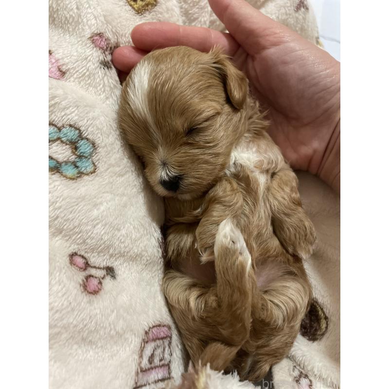 販売中の千葉県のマルプー:マルチーズ×トイプードル-454263の5枚目