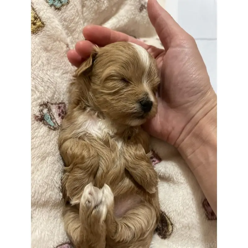 販売中の千葉県のマルプー:マルチーズ×トイプードル-454263