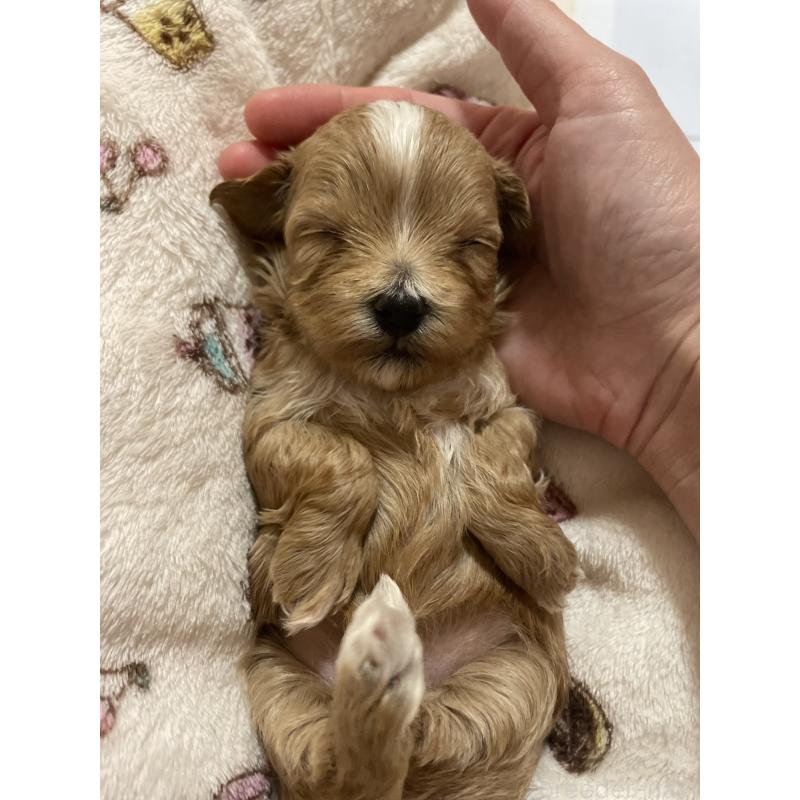 販売中の千葉県のマルプー:マルチーズ×トイプードル-454263の4枚目