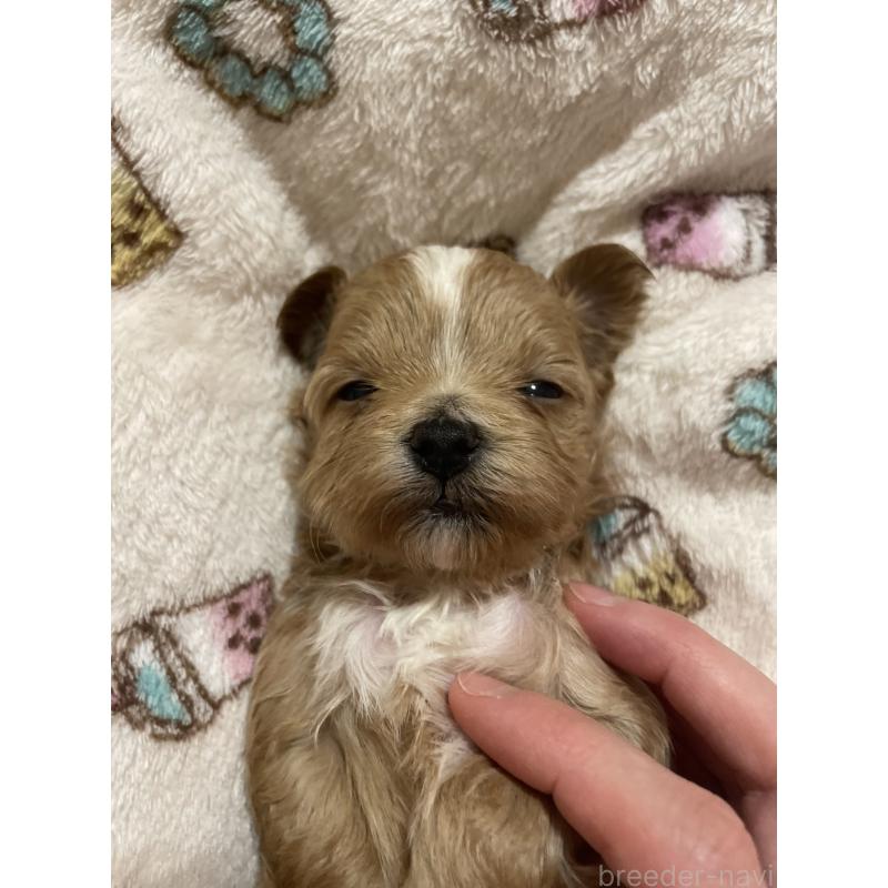 販売中の千葉県のマルプー:マルチーズ×トイプードル-454263の3枚目