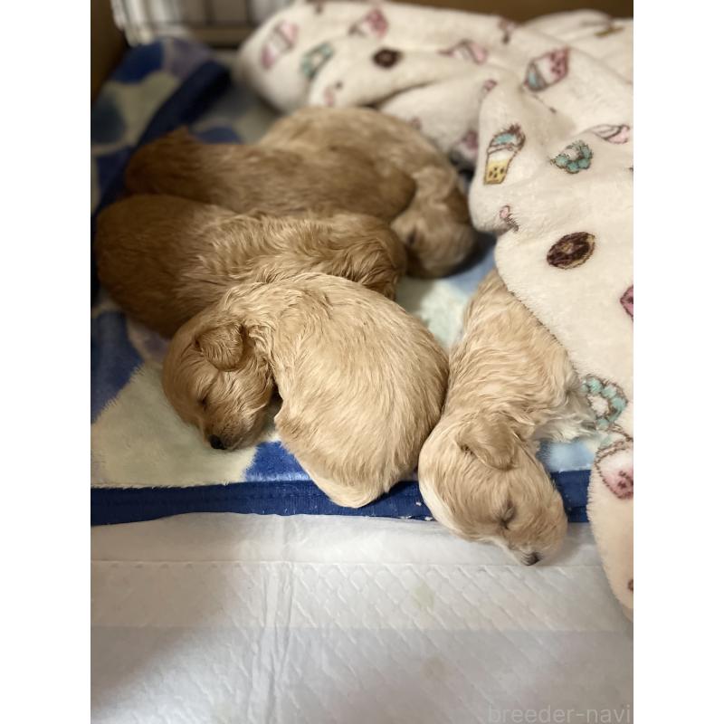 販売中の千葉県のマルプー:マルチーズ×トイプードル-454263の2枚目