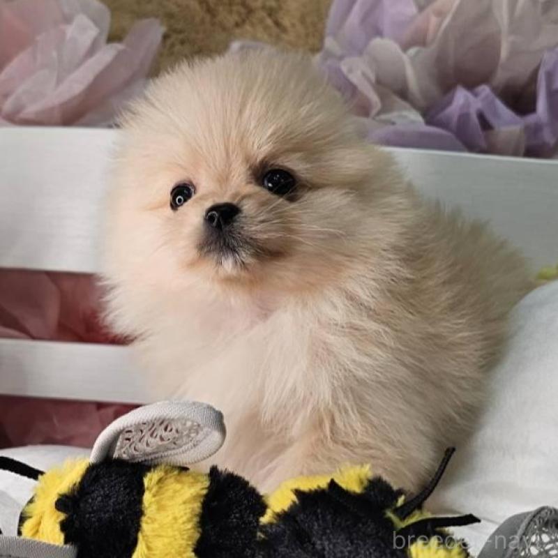 販売中の埼玉県のポメラニアン-454254の12枚目