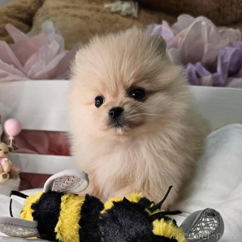 販売中の埼玉県のポメラニアン-454254の11枚目