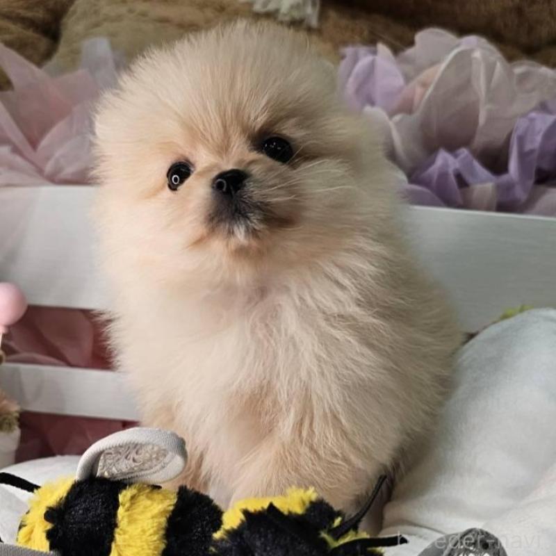 販売中の埼玉県のポメラニアン-454254の10枚目