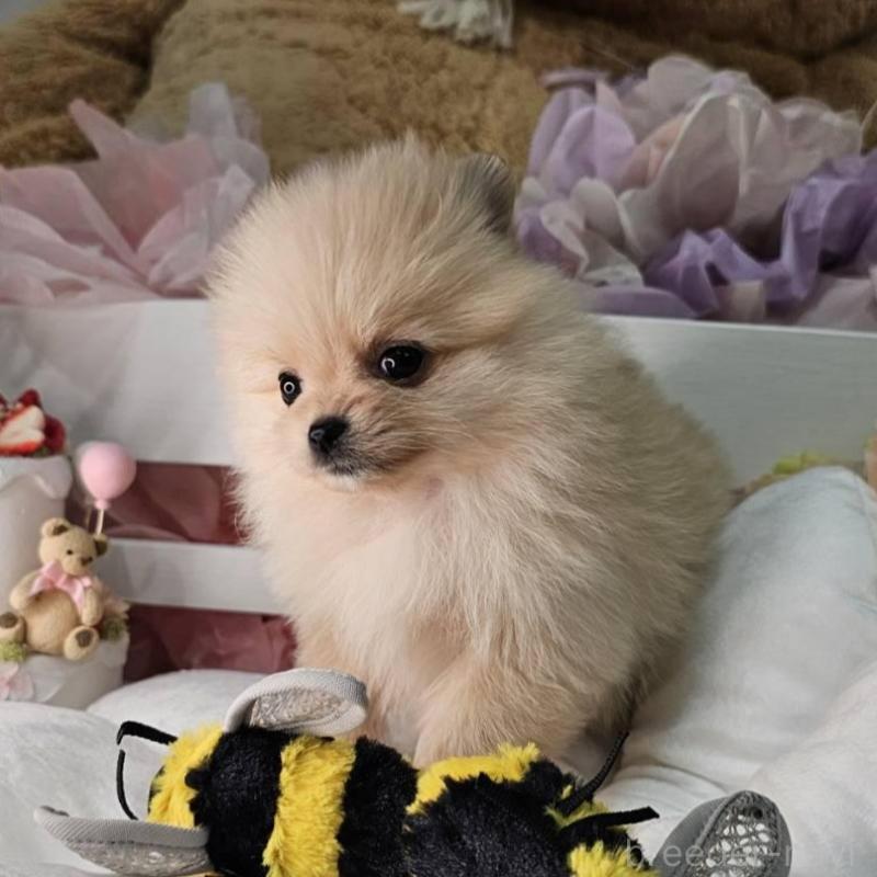 販売中の埼玉県のポメラニアン-454254の9枚目