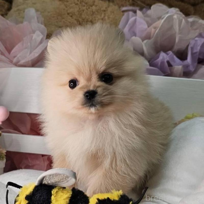 販売中の埼玉県のポメラニアン-454254の8枚目