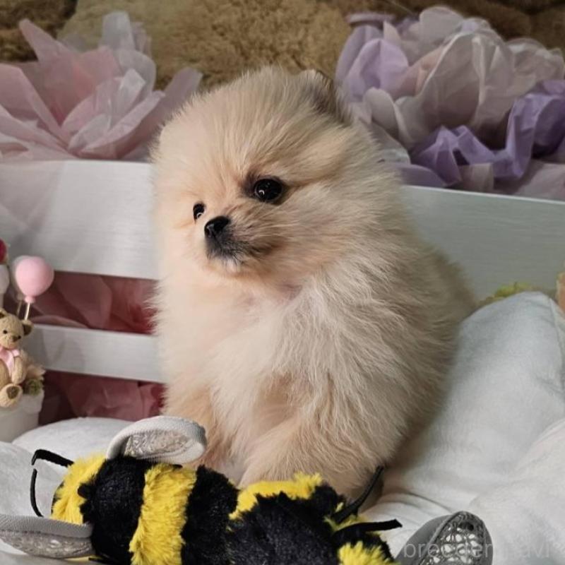 販売中の埼玉県のポメラニアン-454254の7枚目