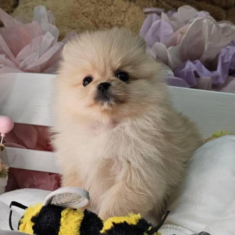 販売中の埼玉県のポメラニアン-454254の6枚目