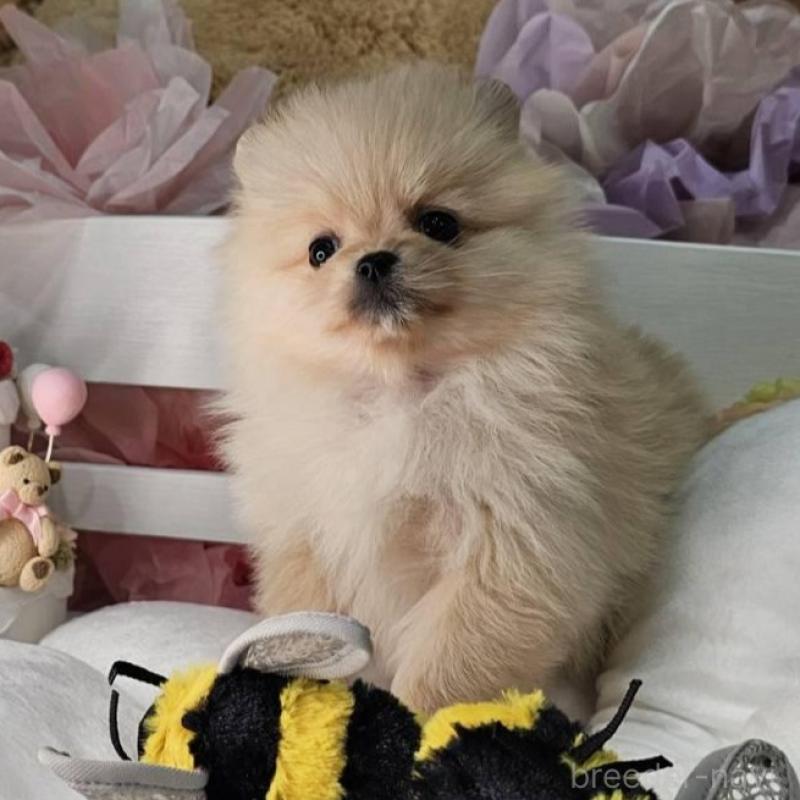 販売中の埼玉県のポメラニアン-454254の5枚目