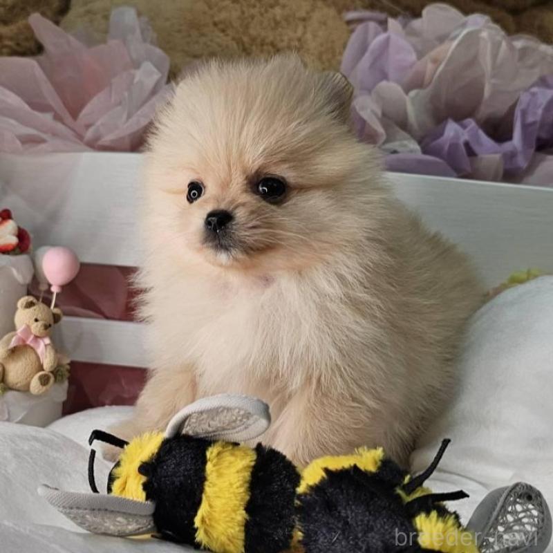 販売中の埼玉県のポメラニアン-454254の4枚目