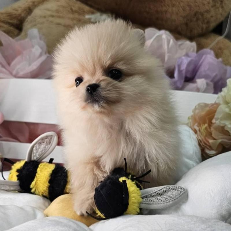 販売中の埼玉県のポメラニアン-454254の3枚目