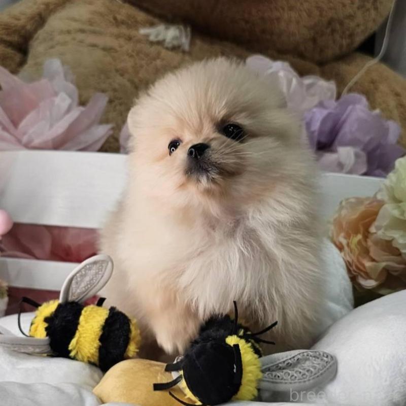 販売中の埼玉県のポメラニアン-454254の2枚目