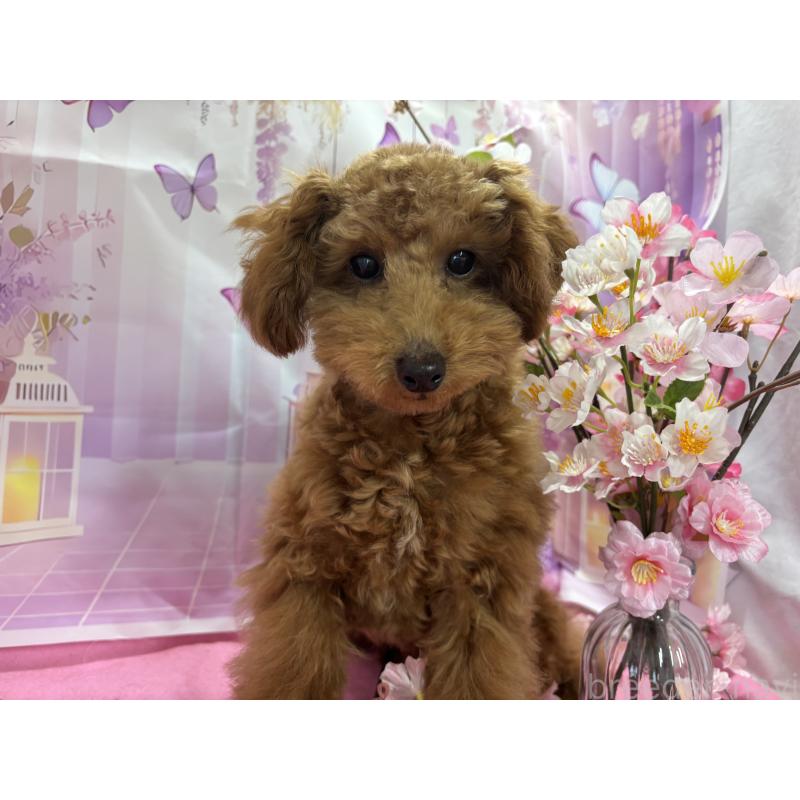 販売中の栃木県のタイニープードル-423582