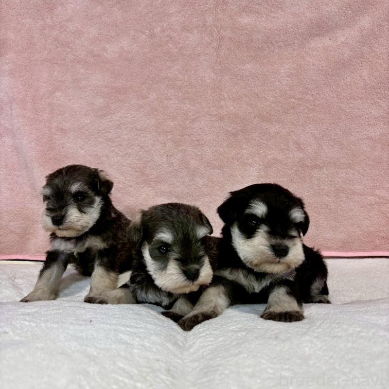 販売中の大阪府のミニチュアシュナウザー-454258の10枚目