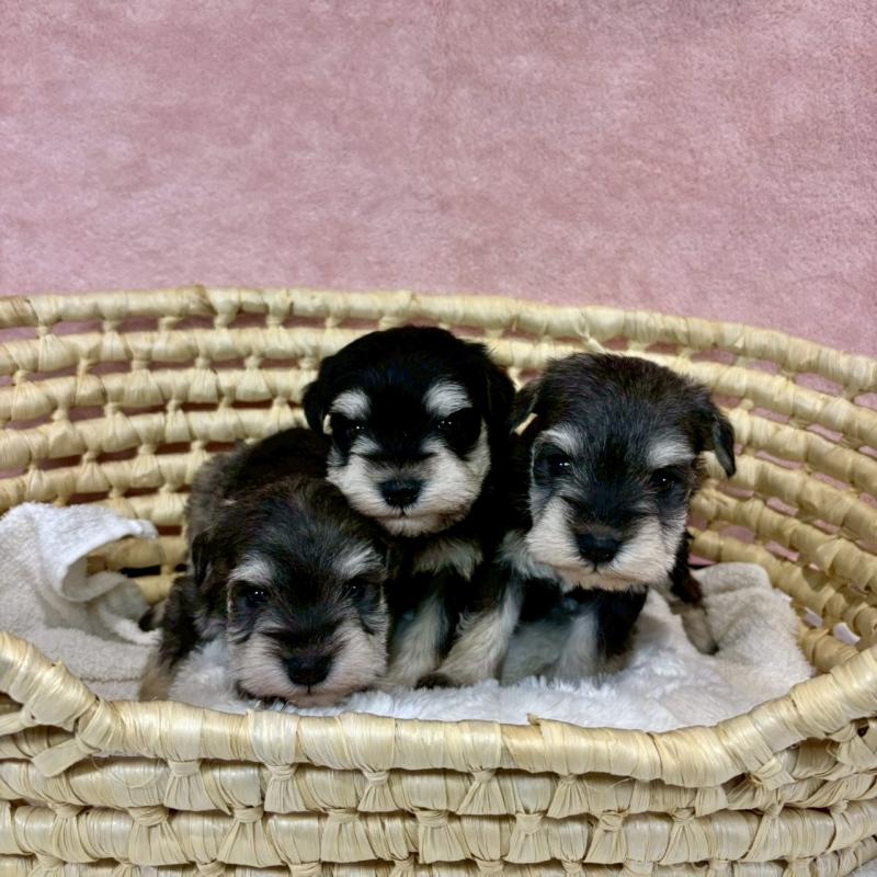 販売中の大阪府のミニチュアシュナウザー-454258の9枚目