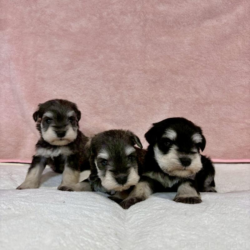 販売中の大阪府のミニチュアシュナウザー-454258の8枚目