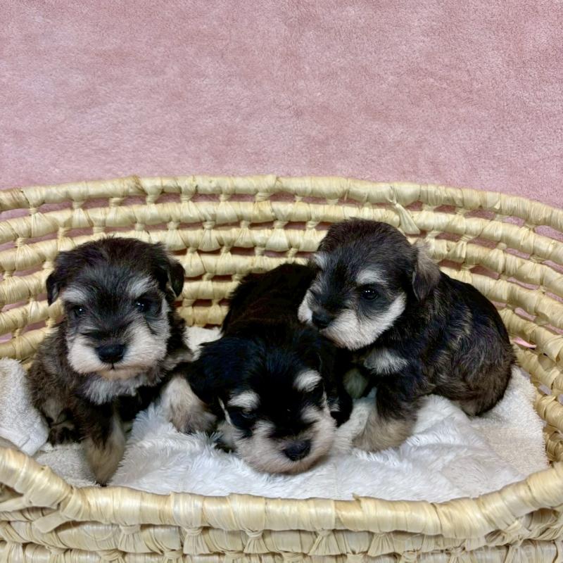 販売中の大阪府のミニチュアシュナウザー-454258の6枚目