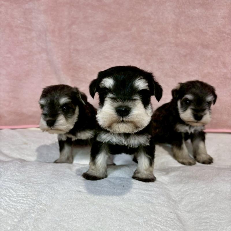 販売中の大阪府のミニチュアシュナウザー-454258の4枚目