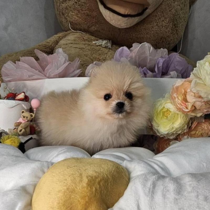 販売中の埼玉県のポメラニアン-454259の10枚目