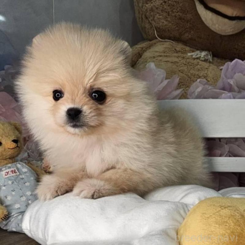 販売中の埼玉県のポメラニアン-454259の9枚目