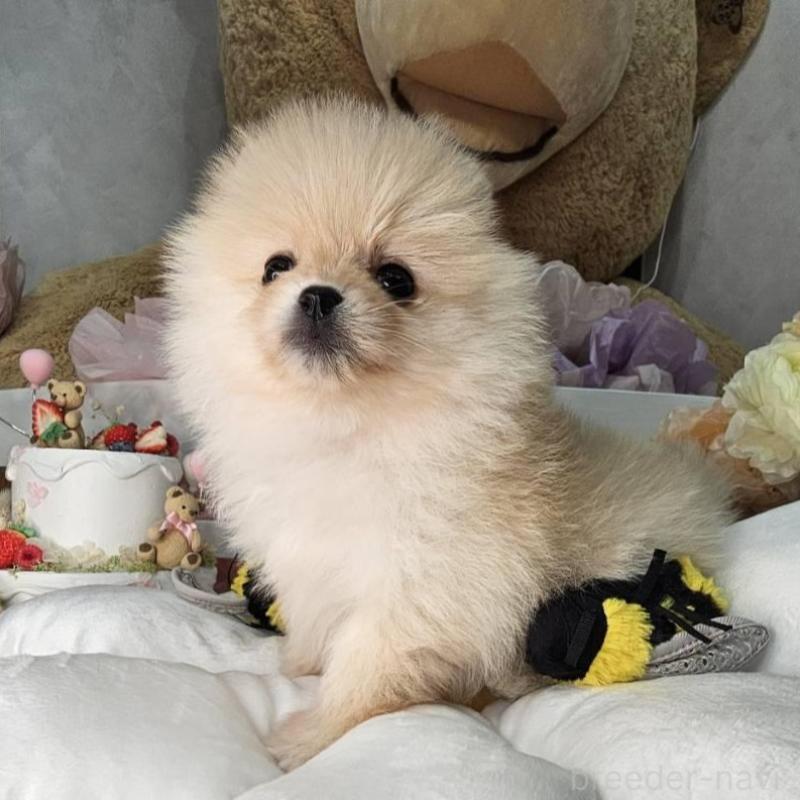 販売中の埼玉県のポメラニアン-454259の8枚目