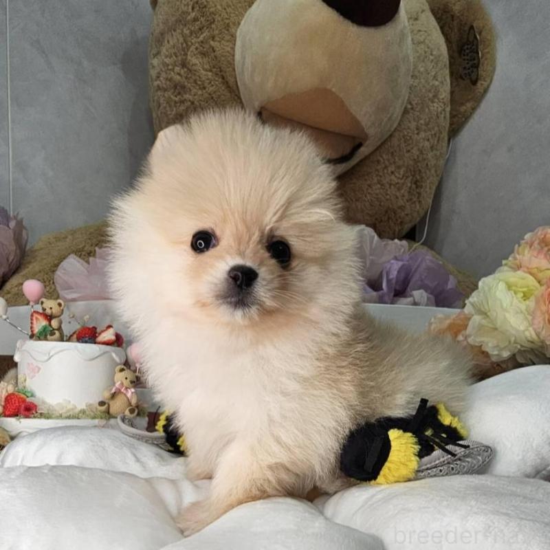 販売中の埼玉県のポメラニアン-454259の7枚目