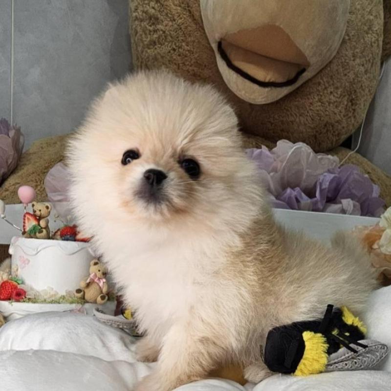 販売中の埼玉県のポメラニアン-454259の6枚目