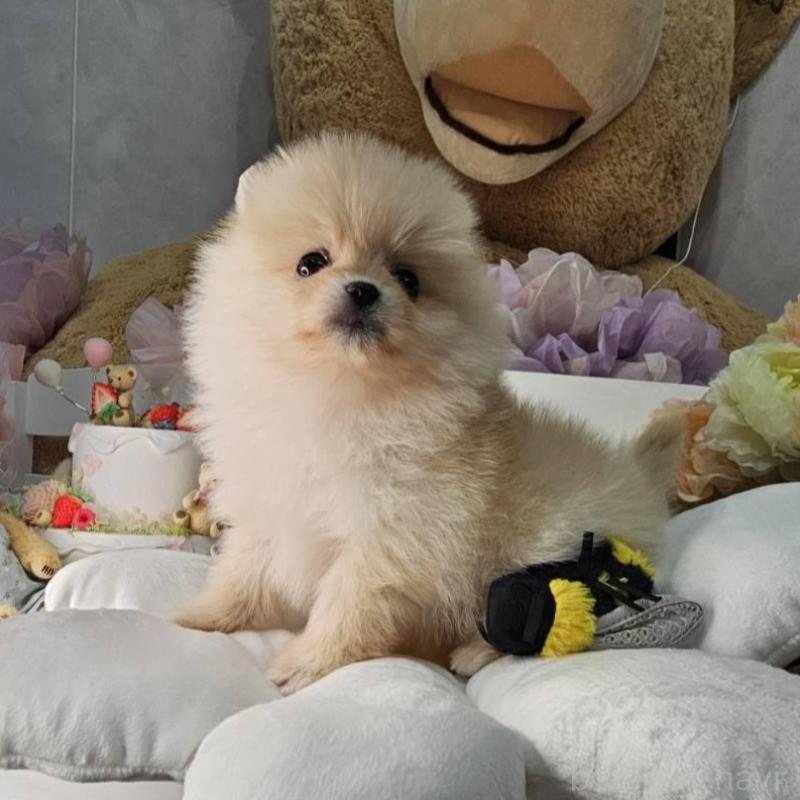 販売中の埼玉県のポメラニアン-454259の5枚目