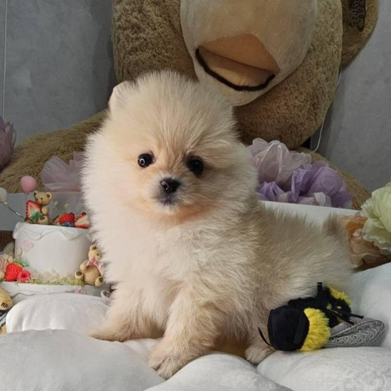 販売中の埼玉県のポメラニアン-454259の4枚目