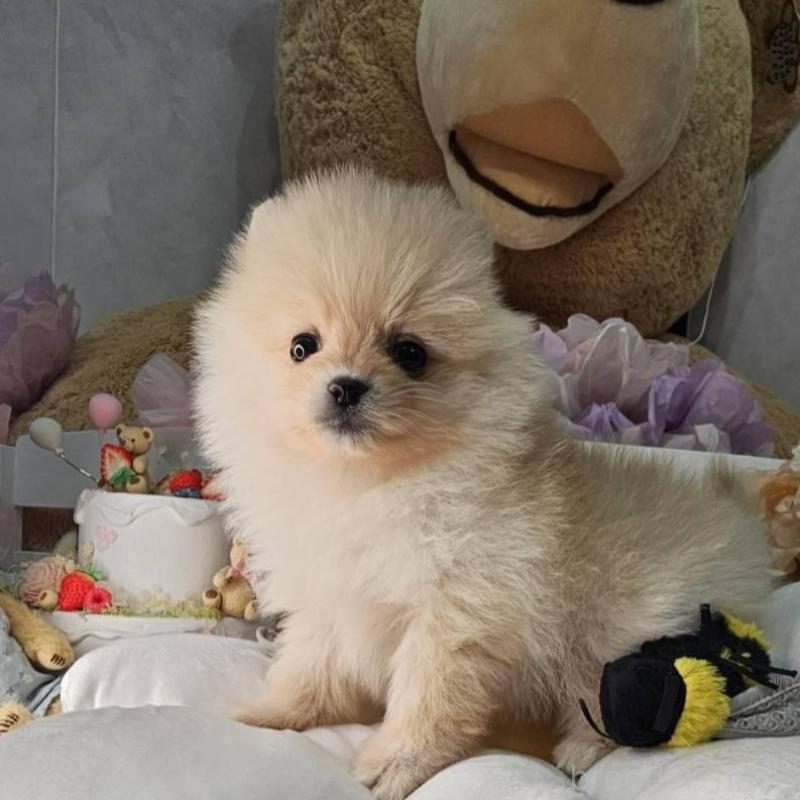 販売中の埼玉県のポメラニアン-454259の3枚目