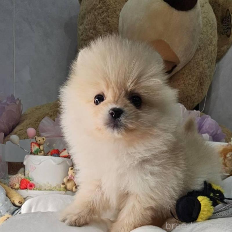 販売中の埼玉県のポメラニアン-454259の2枚目