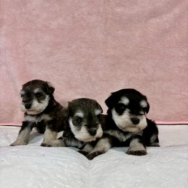 販売中の大阪府のミニチュアシュナウザー-454260の10枚目