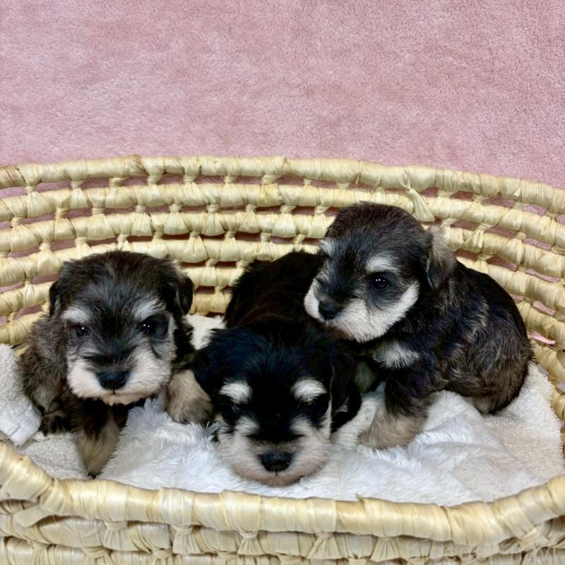 販売中の大阪府のミニチュアシュナウザー-454260の7枚目