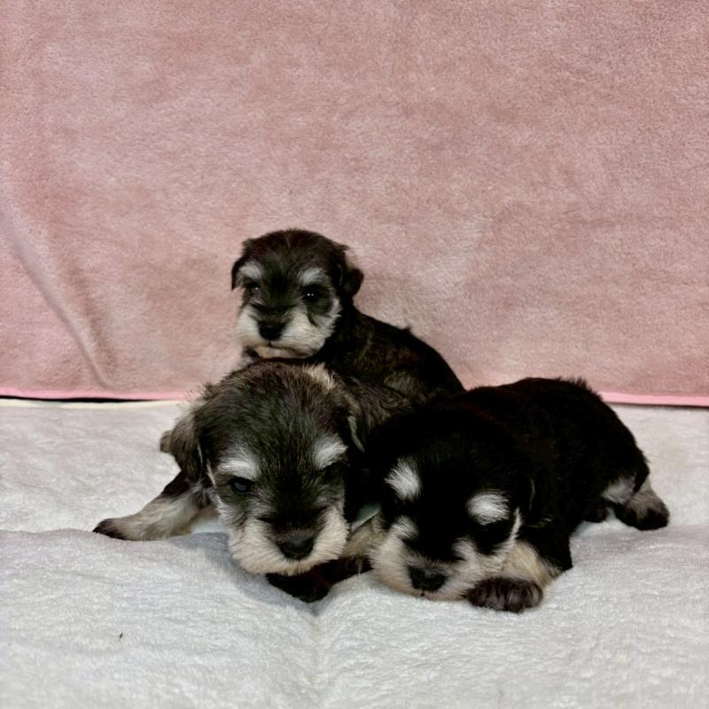 販売中の大阪府のミニチュアシュナウザー-454260の5枚目