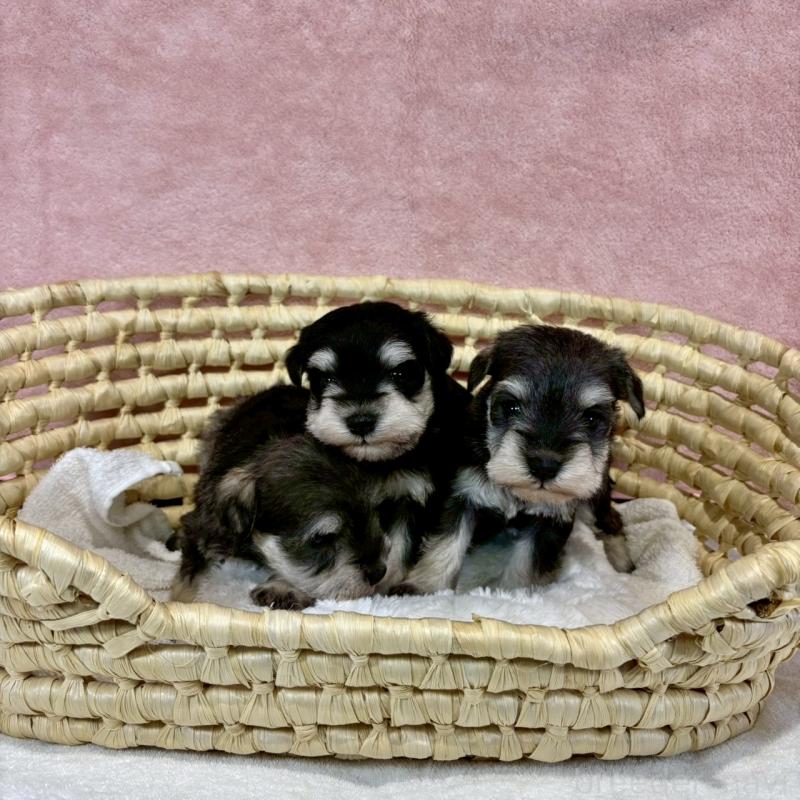 販売中の大阪府のミニチュアシュナウザー-454260の3枚目