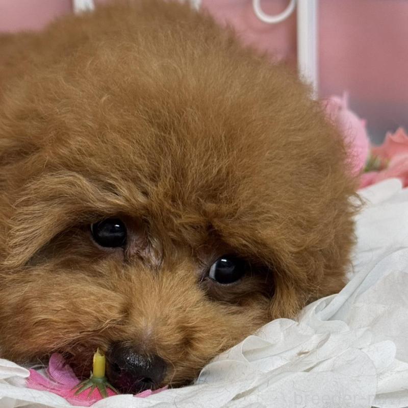 販売中の広島県のトイプードル-436647の5枚目