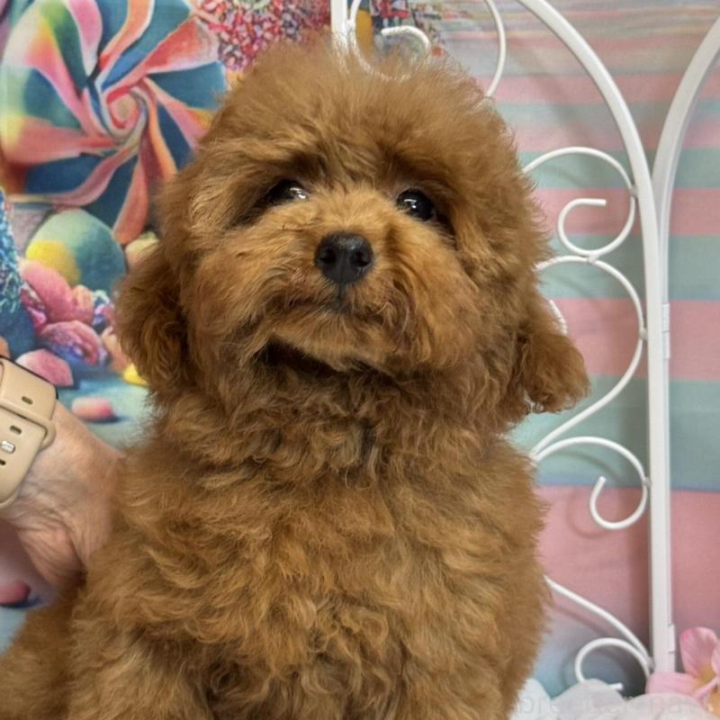 販売中の広島県のトイプードル-436647の4枚目