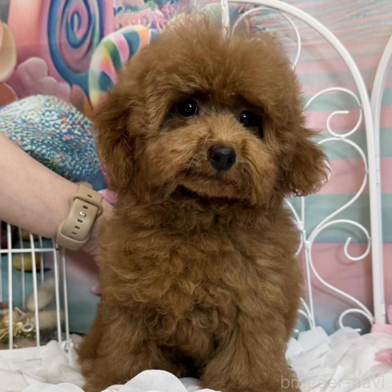 販売中の広島県のトイプードル-436647の3枚目