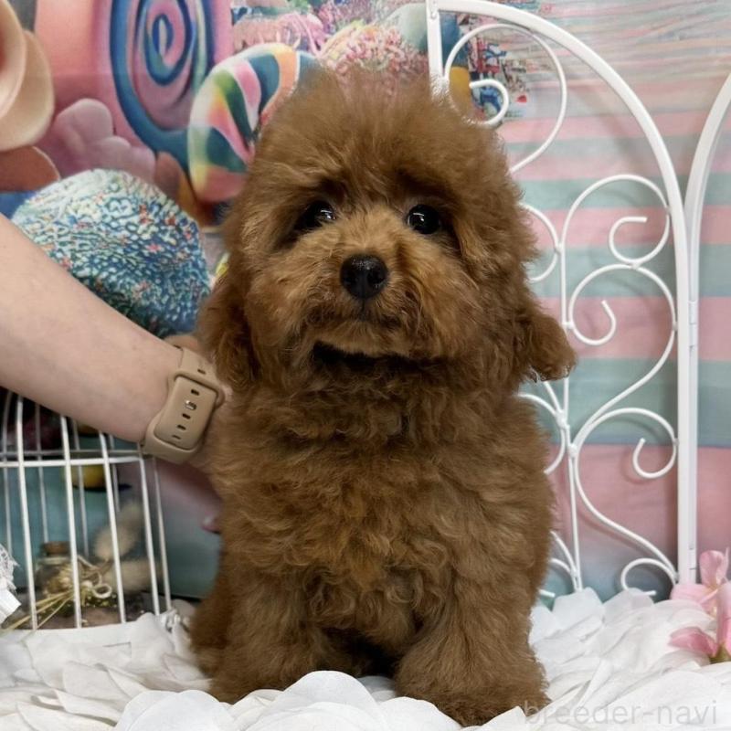 販売中の広島県のトイプードル-436647